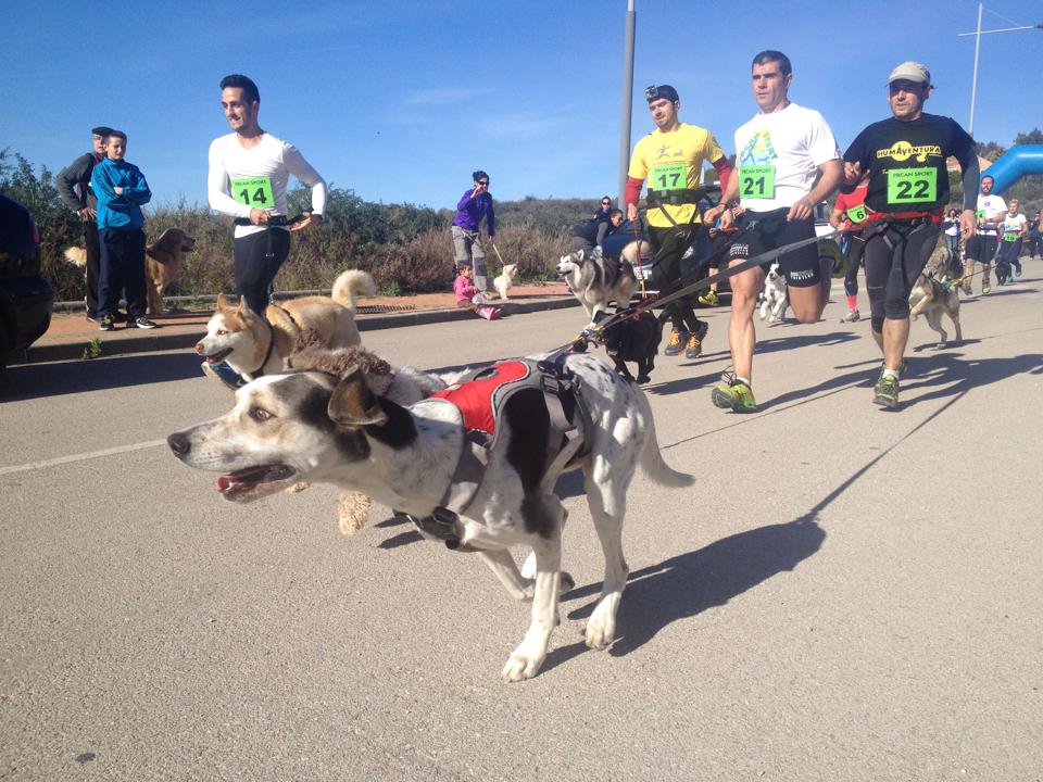 Canicross and Bikejoring races in Manilva 2015 Blog Hamilton Homes