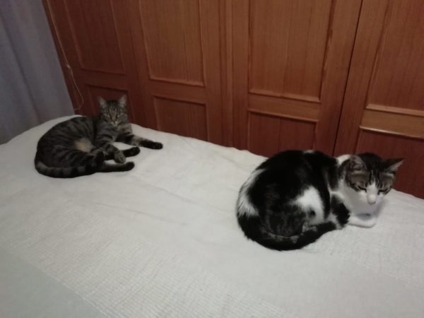 My cats social distancing Manilva lockdown